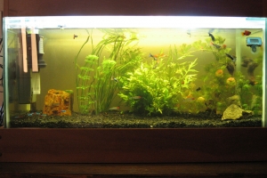 Аквариумы, Aquarium simple