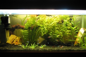 Аквариумы, Aquarium simple