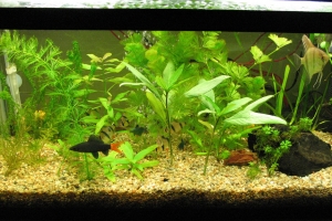 Аквариумы, Aquarium