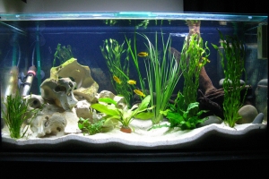 Аквариумы, Aquarium