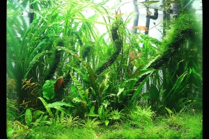 Аквариумы, Jardinacuatico