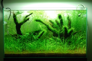 Аквариумы, 60cm Nature Aquarium