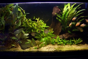 Аквариумы, Aquarium 54L