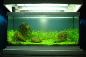 Аквариумы, Iwagumi Tank