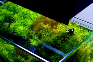 Аквариумы, Mini S top down