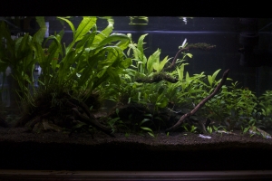 Аквариумы, Slight rescape