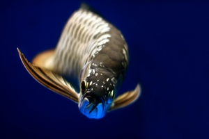 Азиатская Арована, Arowana Gold