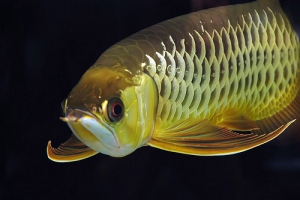 Азиатская Арована, Arowana Gold