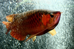 Азиатская Арована, Red Arowana