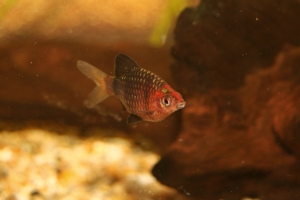 Барбус, Barbus nigrofasciatus (Black Ruby Barb)