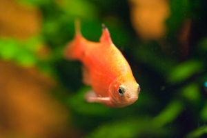 Барбус, Barbus conchonius