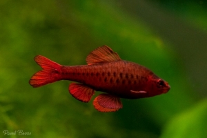 Барбус, Cherry Barb Male