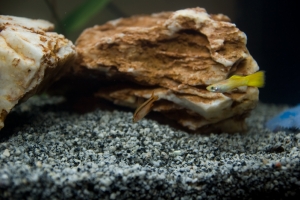 Барбус, Barbo Cereja