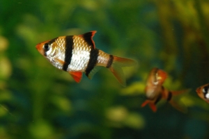 Барбус, Puntius tetrazona