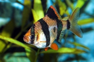 Барбус, Puntius tetrazona