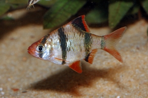 Барбус, Puntius tetrazonav