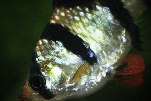 Барбус, Puntius tetrazona