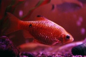 Барбус, Rosy Barb