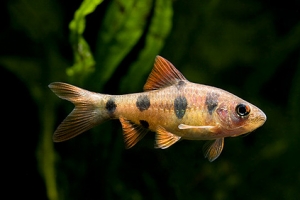 Барбус, Барбус клоун [Barbus everetti]