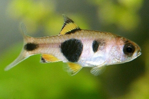 Барбус, Barbus hulstaerti [Барбус мотылек (бабочка)]