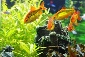 Барбус, Barbus semifasciolatus schuberti [Барбус Шуберта]