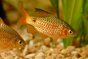Барбус, Barbus conchonius [Барбус огненный]