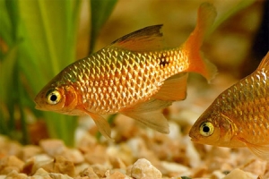 Барбус, Barbus conchonius [Барбус огненный]