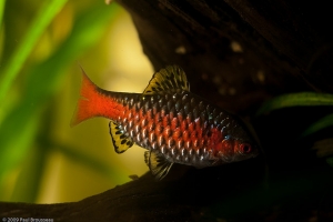 Барбус, Odessa Barb