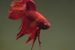 Петушок, Betta splendens