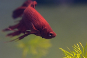 Петушок, Betta splendens