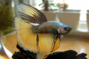 Петушок, Betta splendens