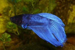 Петушок, Betta splendens
