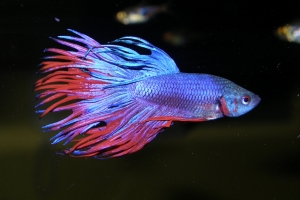 Петушок, Betta splendens