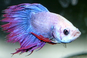 Петушок, Betta splendens
