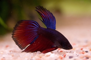 Петушок, Betta splendens