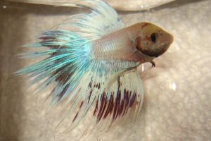 Петушок, Betta splendens