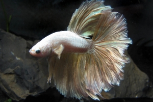 Петушок, Betta splendens