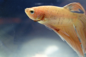 Петушок, Betta splendens