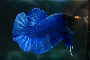 Петушок, Betta splendens