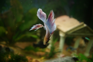 Петушок, Betta splendens