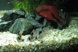 Петушок, Betta splendens