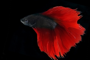 Петушок, Scarlet Red Betta