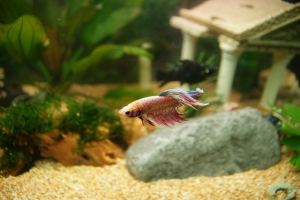 Петушок, Betta splendens