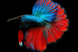 Петушок, Betta splendens