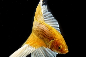 Петушок, Betta splendens