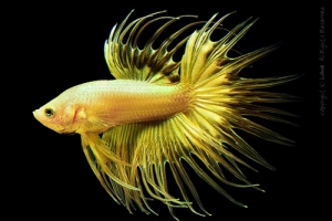 Петушок, Betta splendens