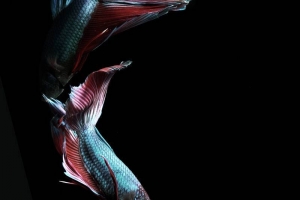 Петушок, Betta splendens