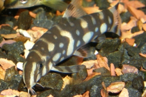 Боция шахматная, Botia kubotai