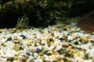 Боция шахматная, Botia kubotai