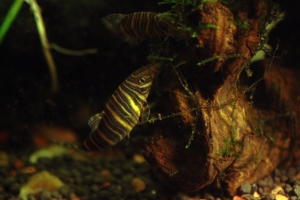 Боция шахматная